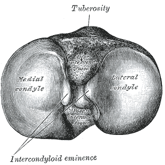Upper surface of right tibia. (Anterior is at top.).png