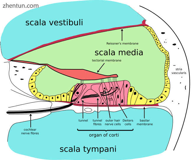 A cross section of the cochlea illustrating the organ of Corti..png
