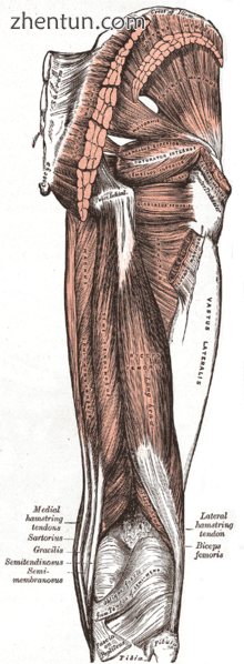 Same point of view as above of right femur from behind. Greater trochanter is la.png