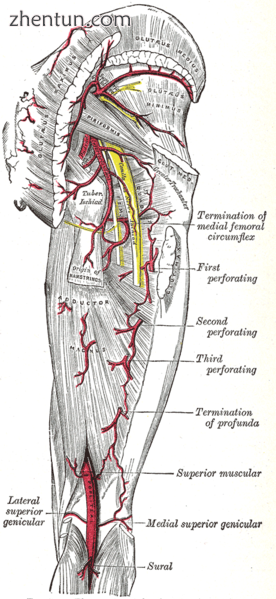 The arteries of the gluteal and posterior femoral regions..png