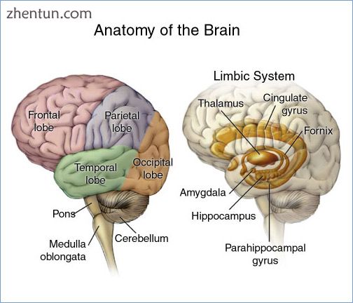 The main areas of the brain and limbic system.jpg
