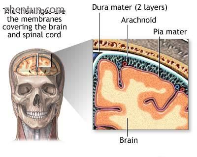 The meninges lie between the skull and brain matter. Tumors originating from the.jpg