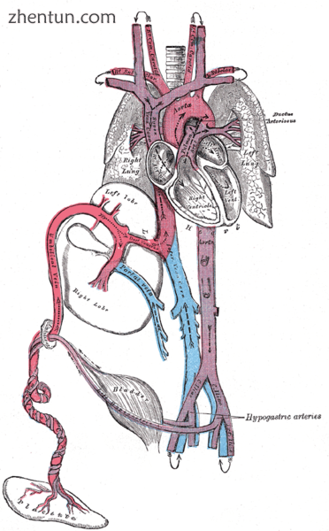 Fetal circulation. The ductus venosus (red), which becomes the ligamentum venosu.png