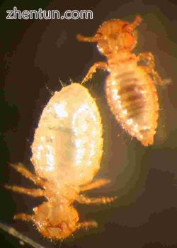 Damalinia limbata is an Ischnoceran louse from goats. The species is sexually di.jpg