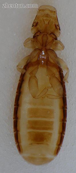 Ricinus bombycillae, an Amblyceran louse from the bohemian waxwing.JPG