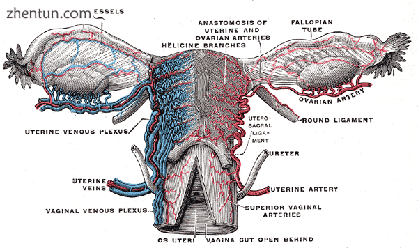 Vessels of the uterus and its appendages, rear view. (Uterine artery labeled at .png