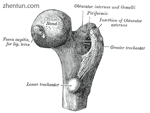 Upper extremity of right femur viewed from behind and above. (Intertrochanteric .png