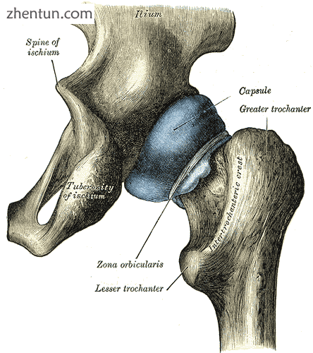 Capsule of hip-joint (distended). Posterior aspect. (Intertrochanteric crest lab.png