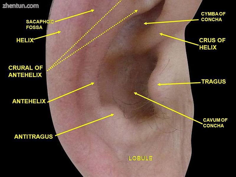 External ear. 2Right auricle. Lateral view..JPG