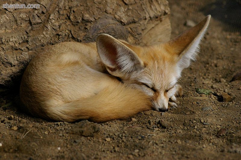 The fennec fox uses its distinctive oversized pinnae to radiate excess heat and .jpg