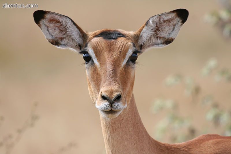 To an impala, the pinna is useful in collecting sound.jpg