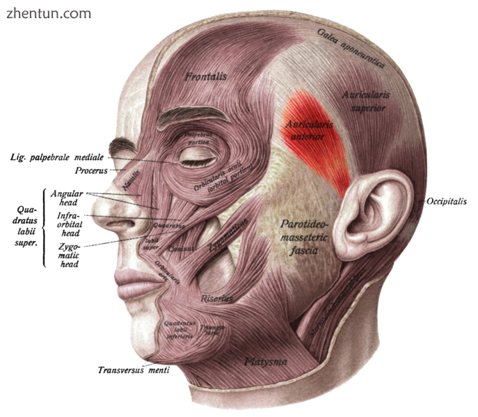 Face and neck muscles. Anterior auricular muscle shown in red..png