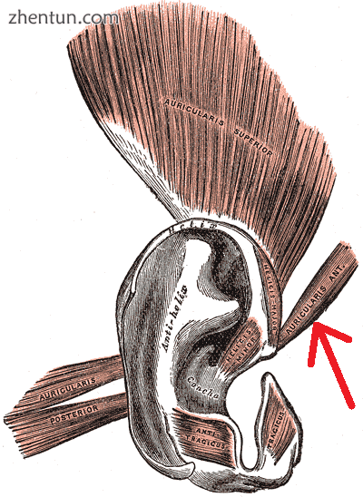 The muscles of the auricula. Anterior auricular is at right (indicated by the re.png