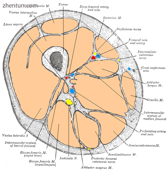Cross-section through the middle of the thigh..png