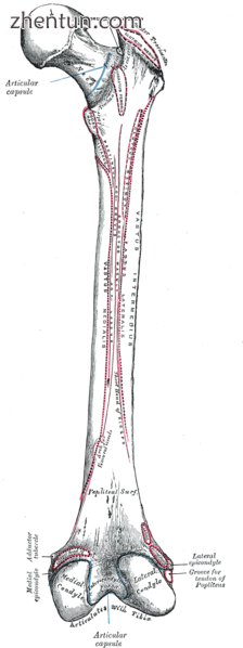 Right femur. Posterior surface. (Linea aspera not labeled, but region is visible.png