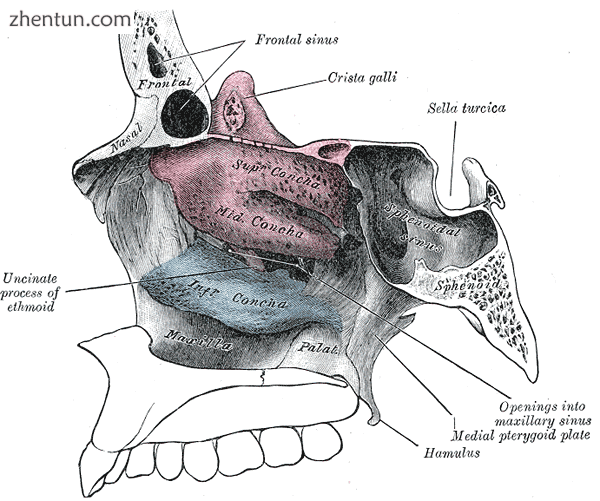 Anatomy of the nasal cavity.png