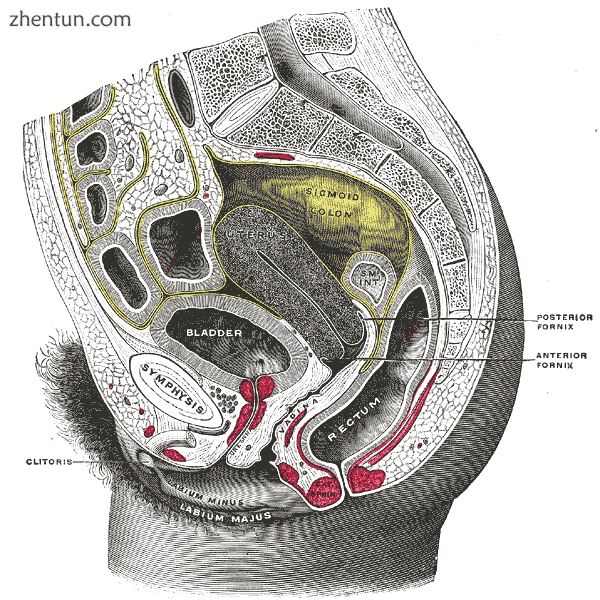 Sagittal section of the lower part of a female trunk, right segment. SM. INT. Sm.png