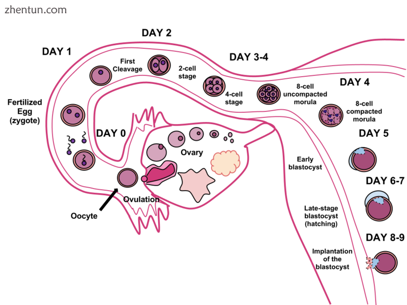 Fertilisation in humans. The sperm and ovum unite through fertilisation, creatin.png