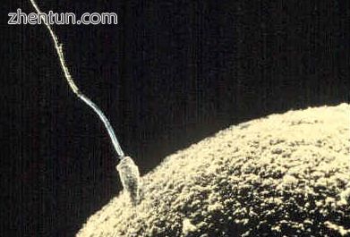 Sperm and ovum fusing.jpg