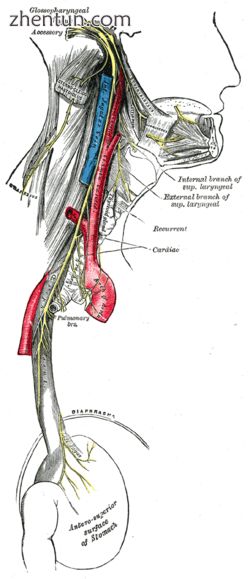 Course and distribution of the glossopharyngeal, vagus, and accessory nerves..png