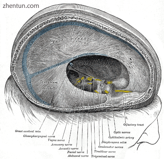 Dura mater and its processes exposed by removing part of the right half of the s.png
