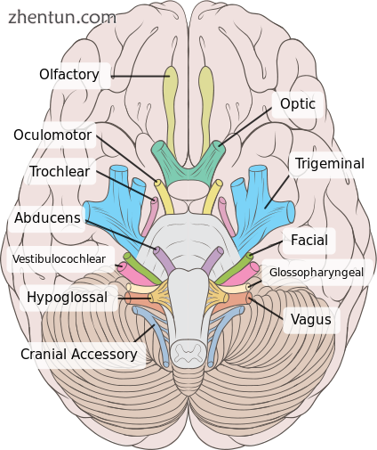 Inferior view of the human brain, with the cranial nerves labeled..png