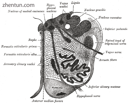 Section of the medulla oblongata at about the middle of the olive.png