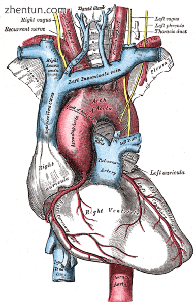 The arch of the aorta, and its branches.png
