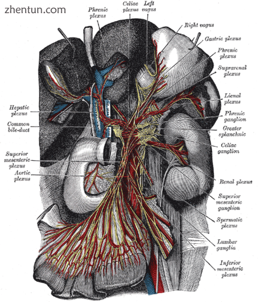 The celiac ganglia with the sympathetic plexuses of the abdominal viscera radiat.png