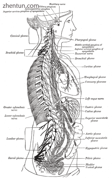 The right sympathetic chain and its connections with the thoracic, abdominal, an.png