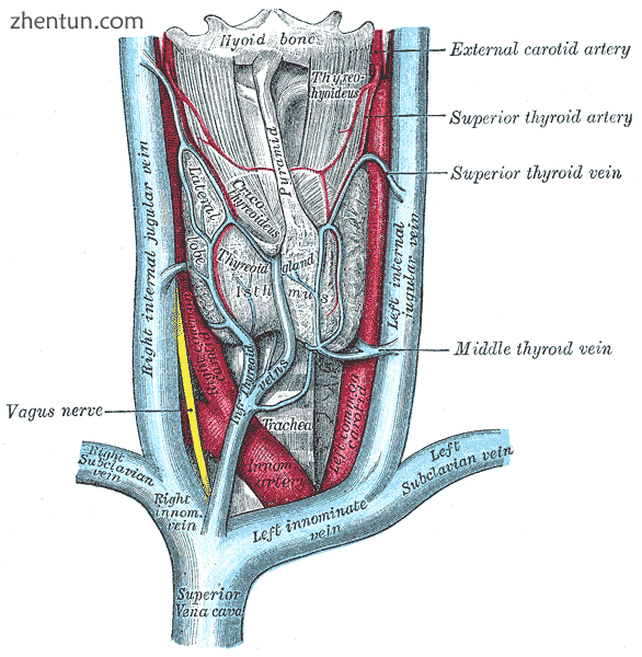 The thyroid gland and its relations.png