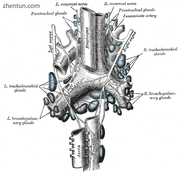 The tracheobronchial lymph glands.png