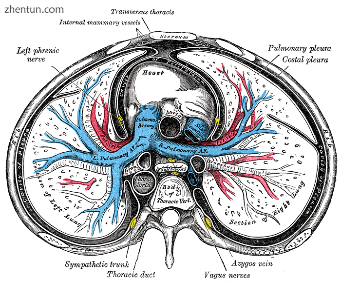 Transverse section of thorax, showing relations of pulmonary artery.png