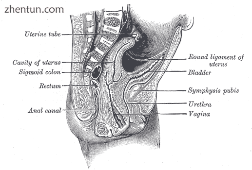 Cross-section through the pelvis of a newly born female child. (Round ligament l.png