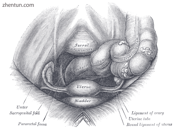 Female pelvis and its contents, seen from above and in front..png