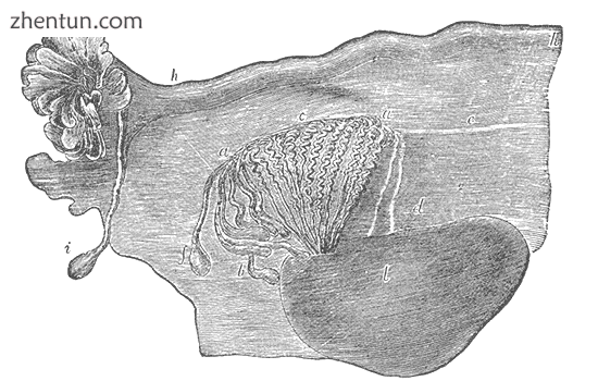 Broad ligament of adult, showing epoophoron..png