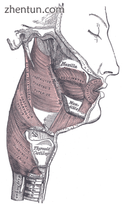 Muscles of the pharynx and cheek.png