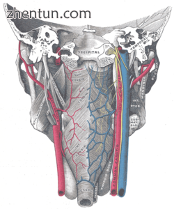 Muscles of the pharynx, viewed from behind, together with the associated vessels.png