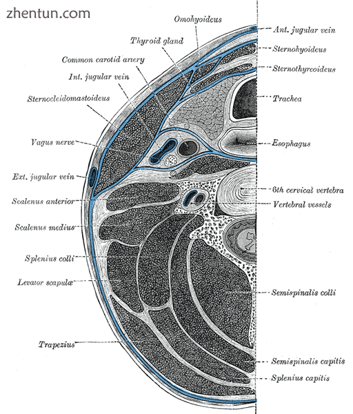 Section of the neck at about the level of the sixth cervical vertebra. Showing t.png