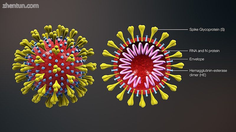 Cross-sectional model of a coronavirus.jpg