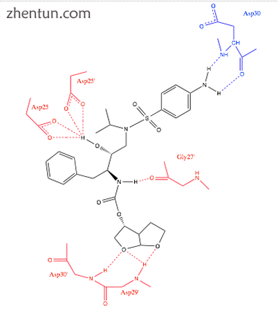Figure 2. Hydrogen bonds between darunavir and HIV-1 protease.png