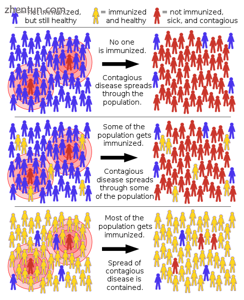 How an infection spreads in a community with immunized and non-immunized members..png