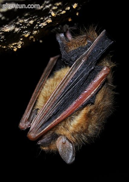A tricoloured bat (Perimyotis subflavus) in torpor.jpg
