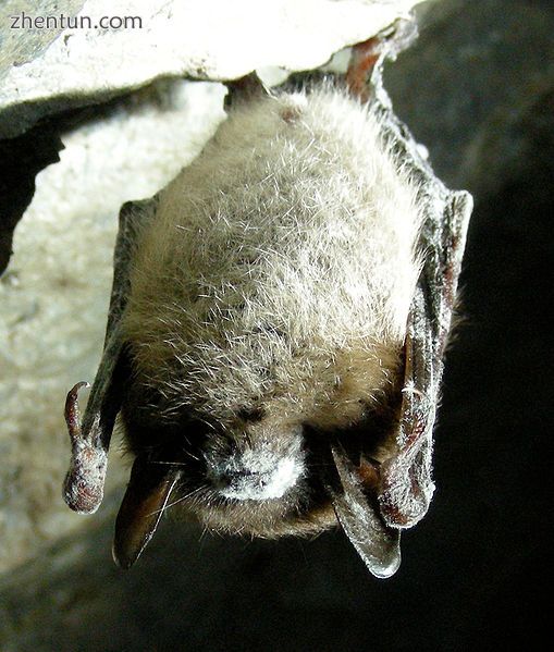 A little brown bat with white nose syndrome.jpg