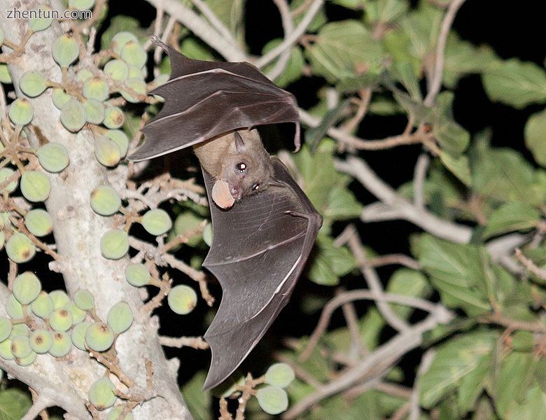 An Egyptian fruit bat (Rousettus aegyptiacus) carrying a 图jpg