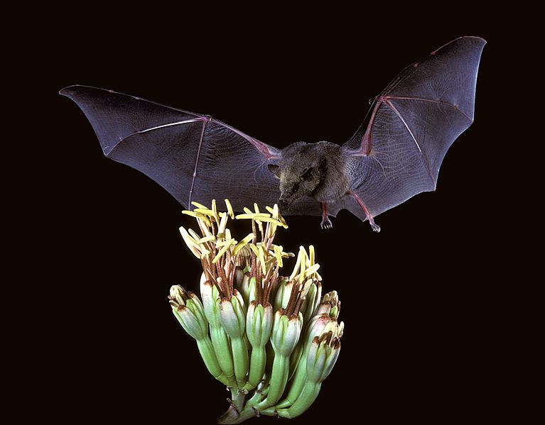Mexican long-舌d bat (Choeronycteris mexicana) drinking from a cactus.jpg