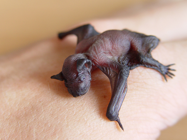 Newborn common pipistrelle, Pipistrellus pipistrellus.jpg