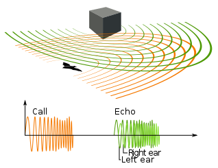 Principle of bat echolocation orange is the call and green is the echo.png