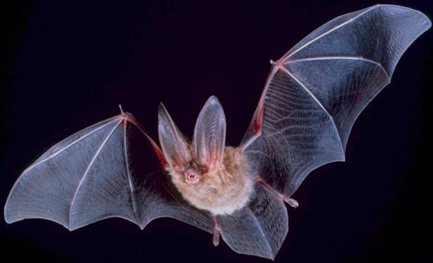 Wing membranes (patagia) of Townsend&#039;s big-eared bat, Corynorhinus townsendii.jpg