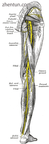 Nerves of the right lower extremity. Posterior view..png